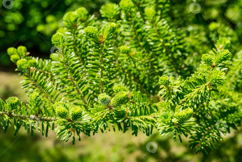 Скачать Корейская ель Abies koreana крупным планом с яркими молодыми зелеными иголками на ветке на размытом зеленом фоне в весеннем саду. Выборочный фокус. Концепция природы для дизайна с местом для вашего текста фотосток Ozero