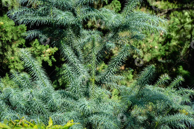 Скачать Голубая листва китайской ели (Cunninghamia lanceolata 'Glauca'). Фон или текстура листьев в парке Айвазовского или райском уголке в Пертените, Крым. фотосток Ozero