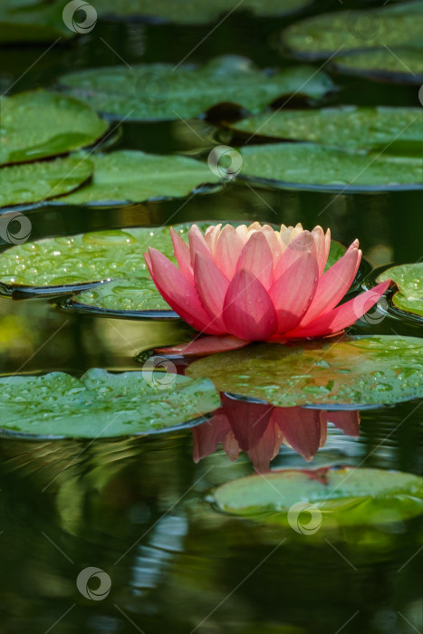 Скачать Большая удивительная ярко-розовая водяная лилия, цветок лотоса, оранжевый закат Перри в садовом пруду. Крупный план Нимфеи, отражающейся в воде. Цветочный пейзаж для обоев природа фотосток Ozero