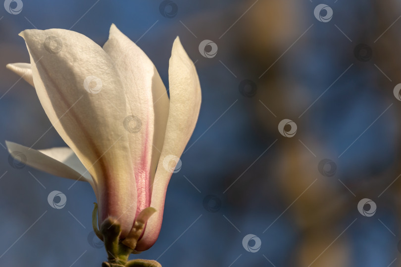 Скачать Бутон белого цветка магнолии на размытом синем фоне фотосток Ozero