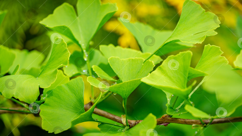 Скачать Крупный план ярко-зеленых листьев дерева гинкго (Ginkgo biloba), известного как гинкго или гингко в мягком фокусе на фоне размытой листвы. Естественный свет солнечного дня. Концепция природы для дизайна фотосток Ozero