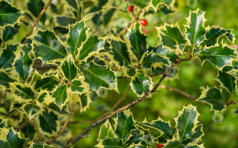 Скачать Рождественский остролист ilex aquifolium Argentea Marginata, растущий в парке. крупный план изящных листьев с бахромой и красными ягодами в ожидании Нового года. Концепция природы для дизайна фотосток Ozero