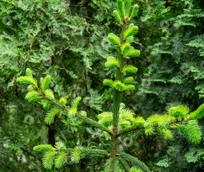 Скачать Ветви ели (Picea abies aurea) с новой яркой порослью на фоне размытой зелени в декоративном саду. Выборочный фокус. Концепция природы для рождественского дизайна фотосток Ozero