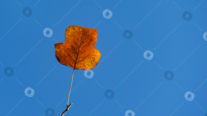 Скачать Одинокий золотистый лист тюльпанного дерева (Liriodendron tulipifera) на ветке на фоне голубого неба. Крупный план осеннего листа американского или тюльпанного тополя. Выборочный фокус. Есть место для текста фотосток Ozero