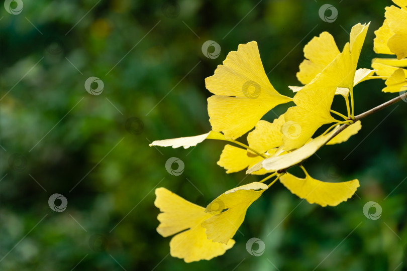 Скачать Желтые и золотые листья дерева гинкго (Ginkgo biloba), известного как гинкго или гингко на фоне размытой листвы. Элегантная природная концепция дизайна с золотой листвой фотосток Ozero