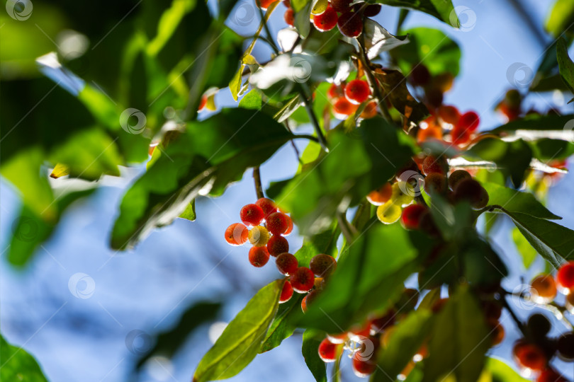Скачать Красные плоды Elaeagnus umbellata или японской серебристой ягоды, известной как umbellata oleaster или осенняя олива, на фоне зеленой листвы. Выборочный акцент. Природная концепция дизайна фотосток Ozero