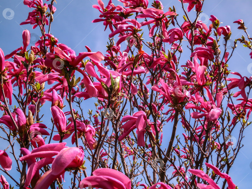 Скачать Множество крупных розовых цветов и бутонов магнолии Сьюзен (Magnolia liliiflora x Magnolia stellata) на фоне ясного голубого неба. фотосток Ozero