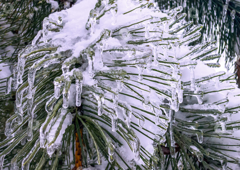 Скачать Прозрачные капли ледяного дождя с белым снегом покрывают иголки Pinus nigra, австрийской сосны. Выборочный фокус крупным планом. Концепция природы для волшебной темы. Нежная зимняя картинка. фотосток Ozero