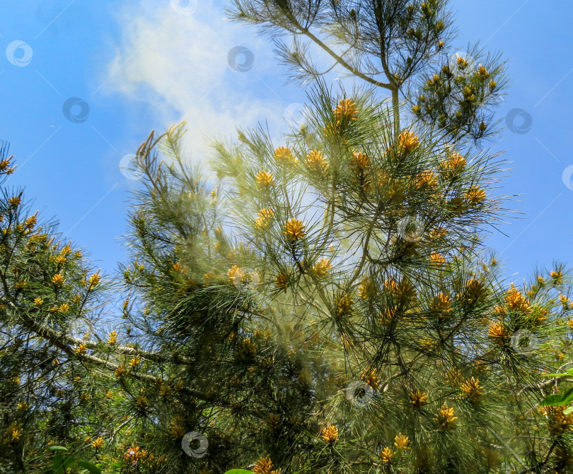 Скачать Пицундская сосна Pinus brutia pityusa цветет и пылит в весеннем саду. Пыльца сосны, которую веками использовали в лечебных целях фотосток Ozero