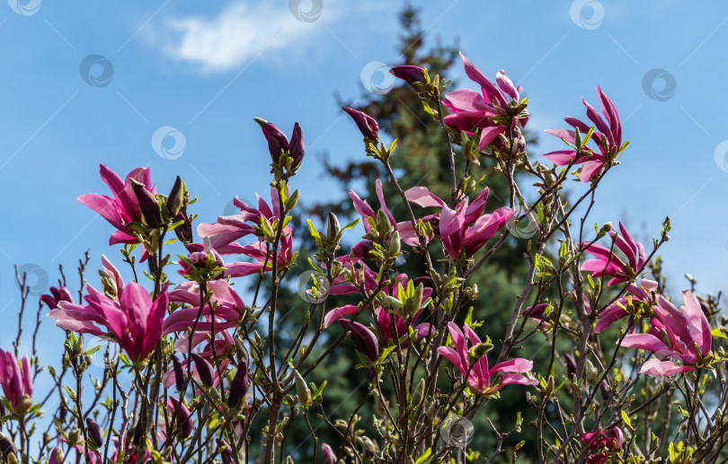 Скачать Красиво цветущая магнолия Сьюзан (Magnolia liliiflora x Magnolia stellata) с розовым цветком на фоне размытого сада. Выборочный фокус. Концепция природы для весеннего дизайна фотосток Ozero