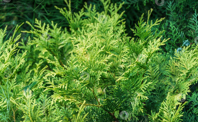 Скачать Крупным планом желто-зеленая текстура листьев западной туи (Thuja occidentalis). Природный пейзаж, свежие обои и концепция фона природы. Выборочный фокус. фотосток Ozero