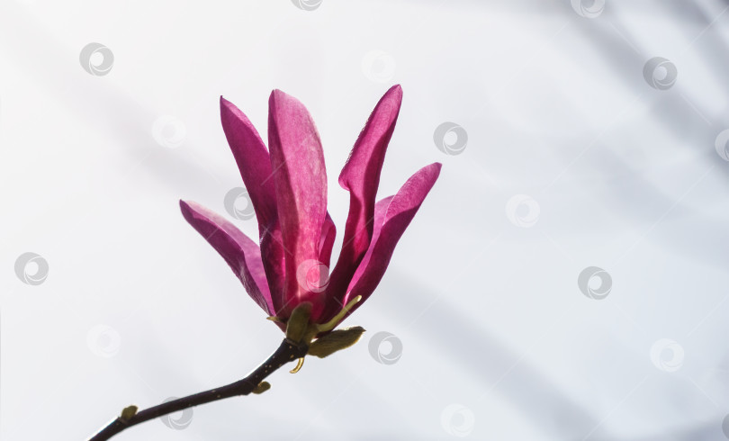 Скачать Крупный розовый цветок магнолии Сьюзен (Magnolia liliiflora x Magnolia stellata) на фоне белого снега с серыми полосками.  Красивое цветение в весеннем саду. Выборочный фокус. Место для вашего текста. фотосток Ozero