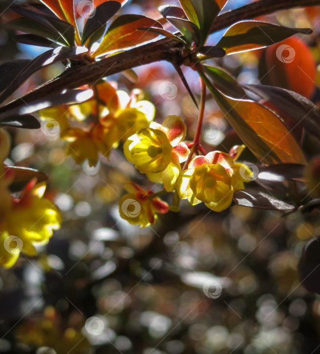 Скачать Мягкий акцент на красивых весенних цветах Berberis thunbergii Atropurpurea blossom. Макро крошечных желтых цветков барбариса на фоне элегантной фиолетовой листвы с эффектом боке. Концепция природы для дизайна. фотосток Ozero