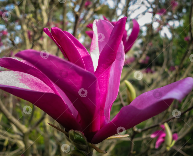 Скачать Крупный фиолетовый цветок магнолии Сьюзан (Magnolia liliiflora x Magnolia stellata) на размытом фоне сада. фотосток Ozero