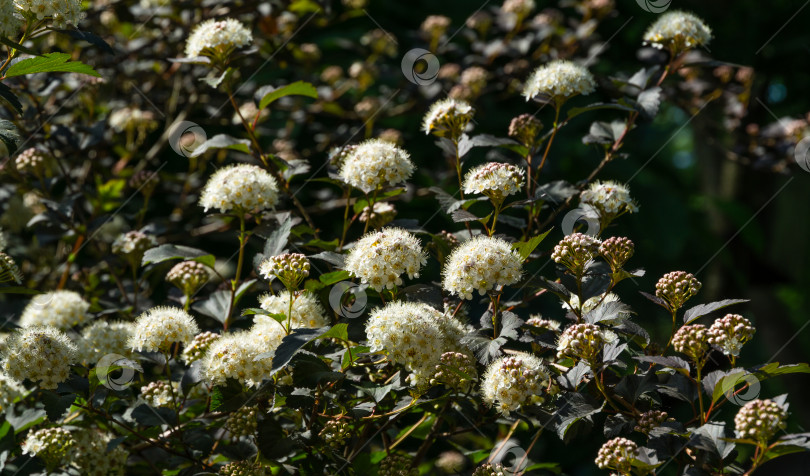 Скачать Множество белых цветов кустарника Ninebark или Physocarpus Opulifolius Diabolo с фиолетовыми листьями на темном размытом фоне. Выборочный фокус. Цветочный пейзаж, свежие обои, концепция фона природы фотосток Ozero