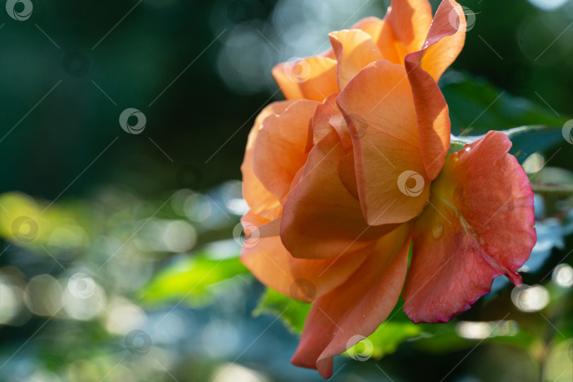 Скачать Крупным планом ярко-оранжевая красивая роза Вестерленд на фоне зеленых листьев на фоне солнечного света.  Лирический мотив для дизайна. Пейзаж с цветущими розами, свежие обои, концепция фона природы фотосток Ozero