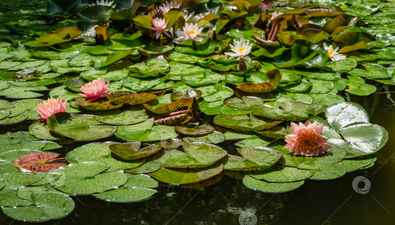 Скачать Ландшафтный садовый пруд с большими оранжево-розовыми кувшинками или цветком лотоса, оранжевый закат Перри с каплями воды. Нимфеи на фоне водяной лилии Marliacea Rosea. Цветочный пейзаж для обоев фотосток Ozero