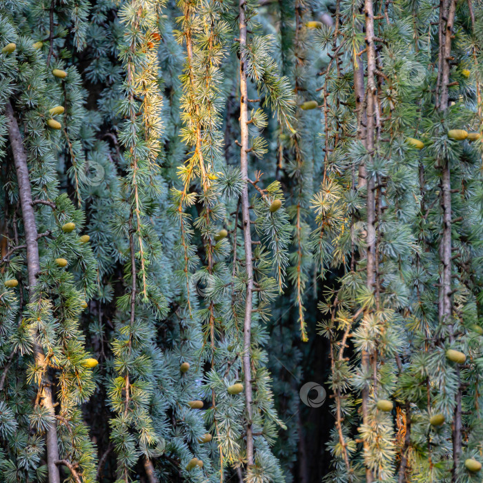 Скачать Крупный план ветвей и шишек величественного плакучего голубого атласского кедра (Cedrus atlantica Glauca Pendula) в Крыму. фотосток Ozero