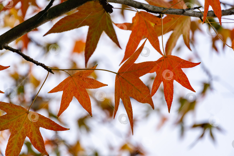Скачать Крупный план красных осенних листьев Liquidambar styraciflua, обычно называемого американской душицей (янтарное дерево), в фокусе на фоне белого неба с размытыми листьями. Концепция природы для дизайна фотосток Ozero