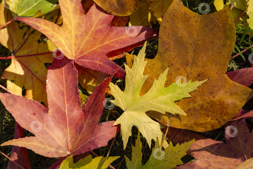Скачать Разноцветный фон осенних листьев. Красные, желтые, зеленые и коричневые листья лежат на траве. Осенний фон для свежих обоев, концепция фона природы фотосток Ozero