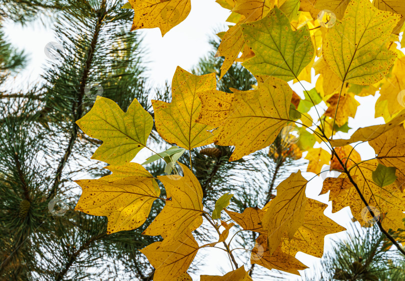 Скачать Золотистые и желтые листья тюльпанного дерева (Liriodendron tulipifera). Осенняя листва американского или тюльпанного тополя крупным планом на фоне голубого неба. Выборочный фокус. Есть место для текста фотосток Ozero