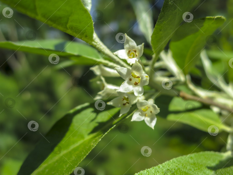 Скачать Мягкий макрофокусный снимок нежных мелких цветков Elaeagnus umbellata. Весеннее чудо этого цветущего растения. Выборочный снимок. фотосток Ozero