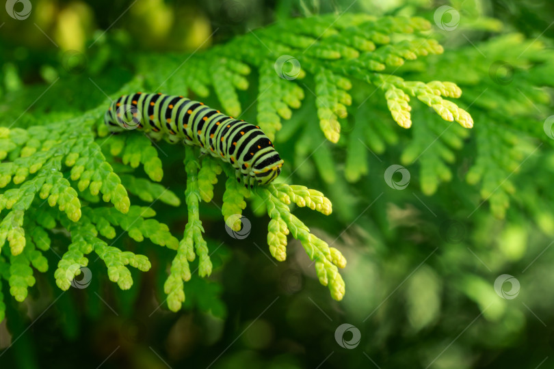 Скачать Красивая полосатая гусеница бабочки-махаона сидит на зеленой ветке западной туи. Макро-гусеница бабочки Папилио махаон. Селективный фокус фотосток Ozero
