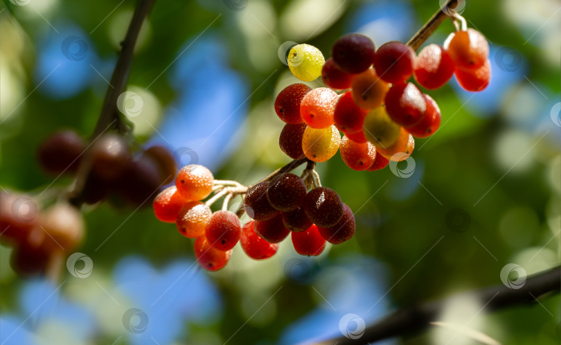 Скачать Красные плоды Elaeagnus umbellata или японской серебристой ягоды, известной как umbellata oleaster или осенняя олива, на фоне зеленой листвы. Выборочный акцент. Природная концепция дизайна фотосток Ozero