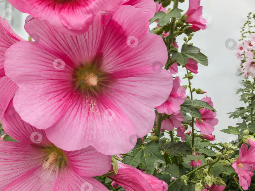 Скачать Особенно красивы в саду Альцея розовая, розовая мальва или мальва остролистная. Высокорослая мальва с огромными цветками украсит любой сад фотосток Ozero