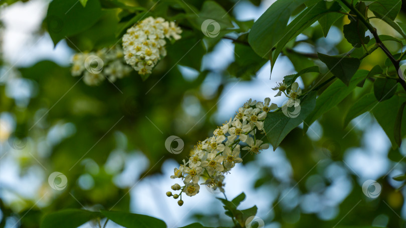 Скачать Макро-цветок Prunus padus "Сибирская красавица" на фоне боке. Белый цветок цветущей черемухи или первомайского дерева. Выборочный фокус. Есть место для текста. Концепция природы для дизайна фотосток Ozero