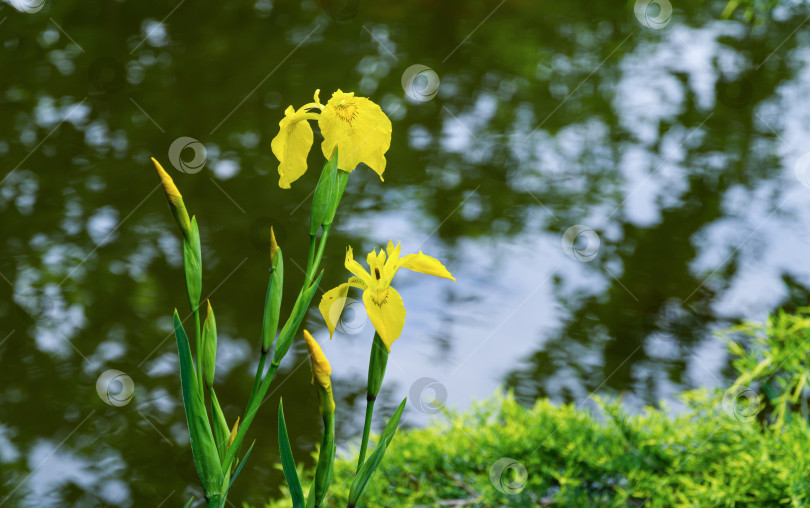 Скачать Желтый цветок Iris pseudacorus (желтый флаг, желтый ирис) на размытом фоне зеленого пруда. Выборочный снимок природы крупным планом в весеннем саду.  Пейзаж для любых обоев. Есть место для текста фотосток Ozero