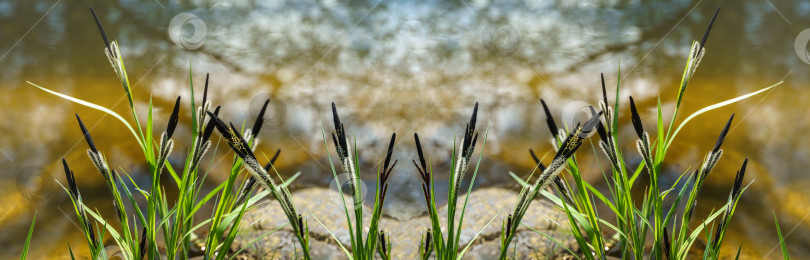 Скачать Симметричный пейзаж с цветущей осокой Carex Nigra(Carex melanostachya) Черная или обыкновенная осока на берегу садового пруда. Природная концепция весеннего дизайна фотосток Ozero