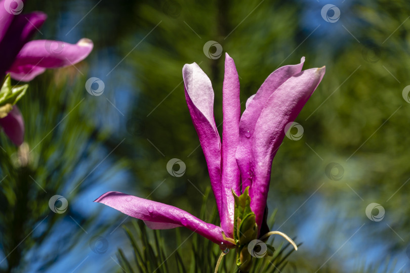Скачать Большой розовый цветок магнолии Сьюзен (Magnolia liliiflora x Magnolia stellata) в зеленом размытом весеннем саду фотосток Ozero