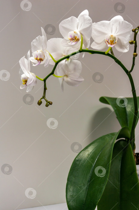 Скачать Макрос большого цветка белой орхидеи Фаленопсис (орхидея мотылька или Фал). Цветок на светло-сером фоне с зелеными листьями. фотосток Ozero