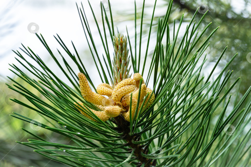 Скачать Молодые шишки на Pinus nigra, австрийской сосне или черной сосне. Красивые длинные иголки и эффект боке. Природная концепция дизайна. Выборочный акцент на переднем плане фотосток Ozero