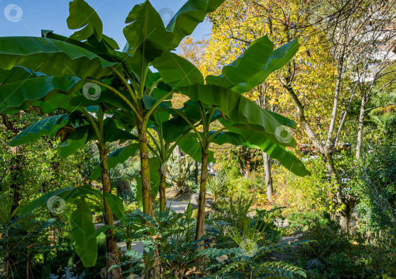 Скачать Зеленые плоды банана висят красивым цветком на банановом дереве (Муса). Банановое растение растет в парке возле Зимнего театра Сочи. фотосток Ozero