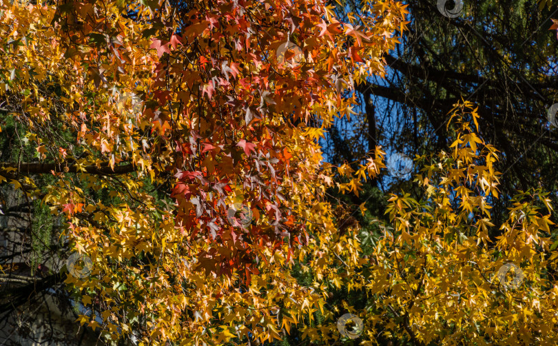 Скачать Красная осенняя листва Liquidambar styraciflua, обычно называемой американской сладкой камедью (янтарное дерево) в городском парке центра города-курорта Сочи. фотосток Ozero