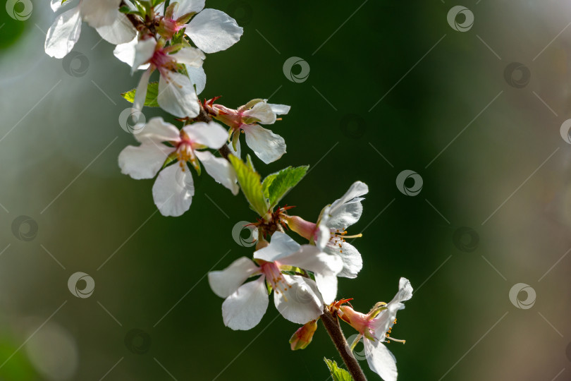 Скачать Крупный план белых цветков вишни Нанкинская вишня или Prunus Tomentosa фотосток Ozero