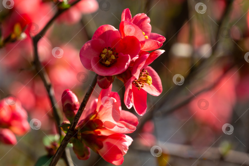 Скачать Ярко цветущая японская айва или Chaenomeles japonica в размытом саду фотосток Ozero