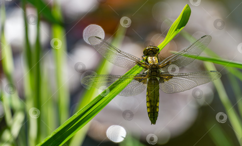 Скачать Крупный план широкотелой самки стрекозы-охотника (Libellula depressa) с большими прозрачными крыльями и телом медово-коричневого цвета, сидящей на траве на размытом фоне зеленого садового пруда. Макрос насекомого. фотосток Ozero