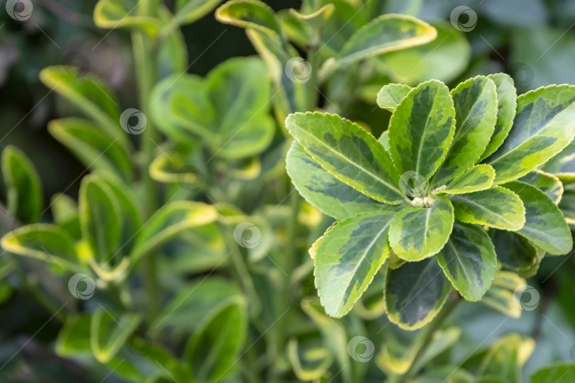 Скачать Euonymus japonicus Aureo-маргинальный с пестрыми зелено-желтыми листьями фотосток Ozero