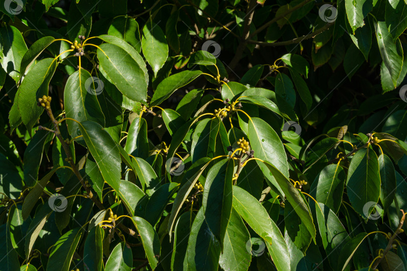 Скачать Крупный план зеленых листьев Quercus glauca (циклобаланопсис глаука), обычно называемого дубом с кольцевидной чашечкой или японским голубым дубом, в городском парке Сочи. фотосток Ozero