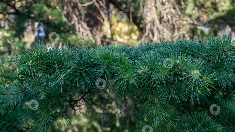 Скачать Крупный план зеленых иголок гималайского кедра (Cedrus Deodara, Деодар), растущего в центре города-курорта Сочи. Выборочный фокус. Красивый естественный зеленый фон с возможностью копирования для любого дизайна фотосток Ozero