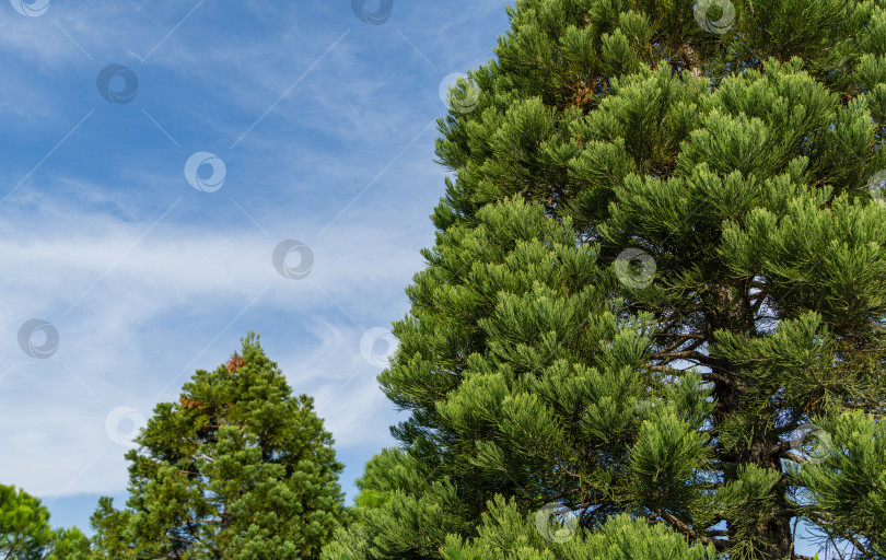 Скачать Крупный план красивых зеленых листьев Sequoiadendron giganteum (гигантской секвойи или гигантского красного дерева) в городском парке Краснодара. Общественный ландшафт "Парк Галицкого" солнечной осенью 2020 года фотосток Ozero