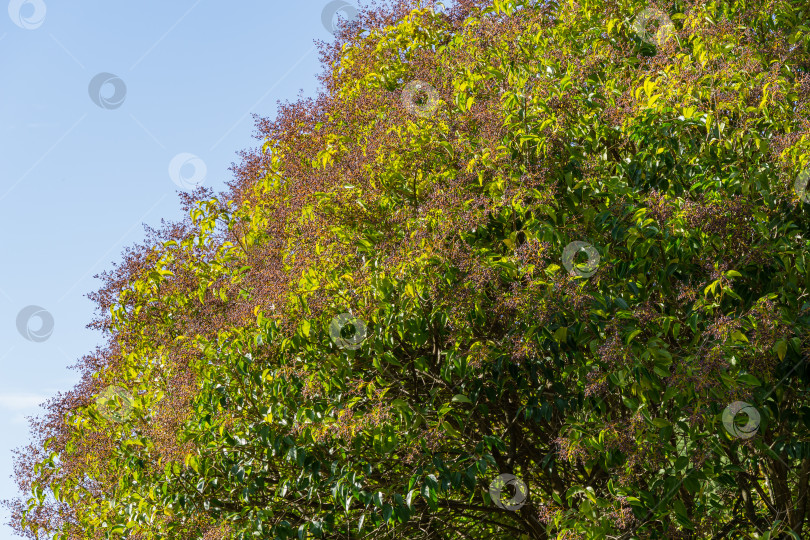 Скачать Роскошное китайское дерево бирючины (Ligustrum lucidum) с плодами и глянцевыми листьями в городском парке Сочи. Крупный план фруктовой композиции фотосток Ozero