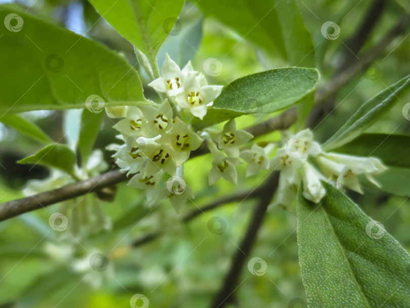 Скачать Мягкий макрофокусный снимок нежных мелких цветков Elaeagnus umbellata. Весеннее чудо этого цветущего растения. Выборочный снимок. фотосток Ozero