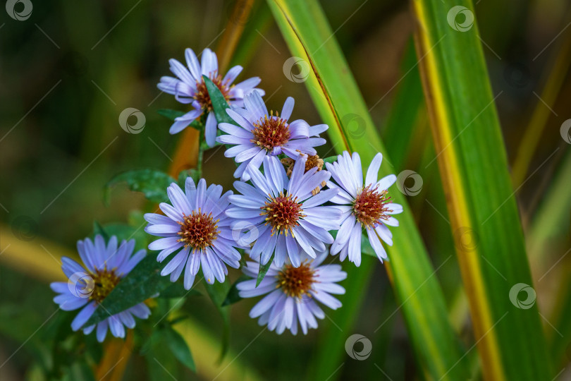 Скачать Цветущая астра Symphyotrichum dumosum Rosenwichtel. Крупный план фиолетовых цветов. фотосток Ozero