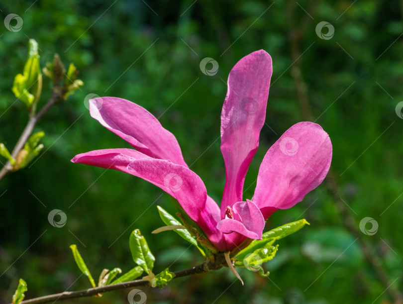 Скачать Крупный розовый цветок магнолии Сьюзен (Magnolia liliiflora x Magnolia stellata). Красивое цветение в весеннем саду. Выборочный крупный план. Концепция природы для дизайна. Место для вашего текста. фотосток Ozero