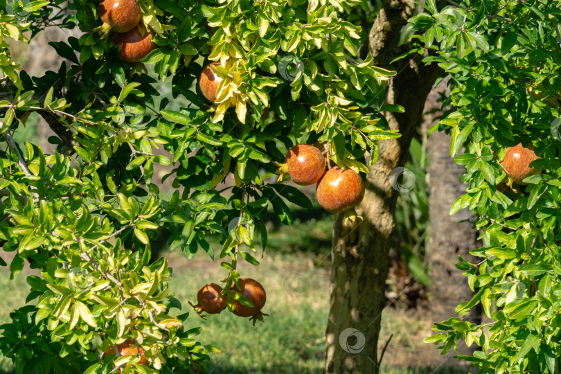 Скачать Спелые красные гранаты (Punica granatum) на дереве в Крымском саду. Солнечный осенний день. Селективный фокус фотосток Ozero