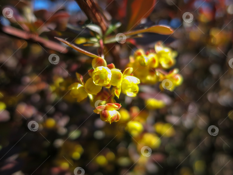 Скачать Мягкий акцент на красивых весенних цветах Berberis thunbergii Atropurpurea blossom. Макро крошечных желтых цветков барбариса на фоне элегантной фиолетовой листвы с эффектом боке. Концепция природы для дизайна. фотосток Ozero